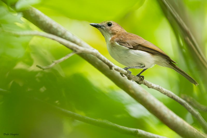 White-vented Whistler 