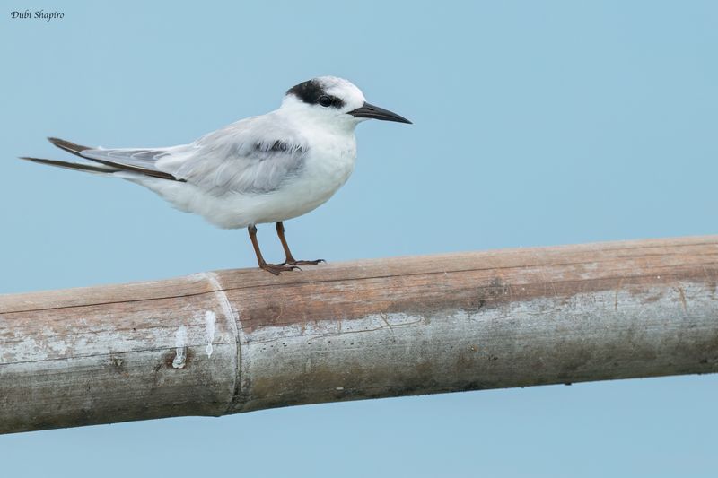 Common Tern