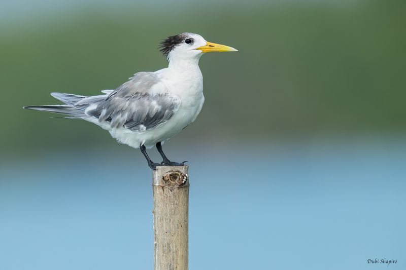 Great Crested Tern