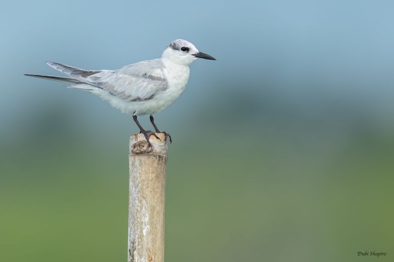 Whiskered Tern