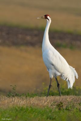 Whooping Crane