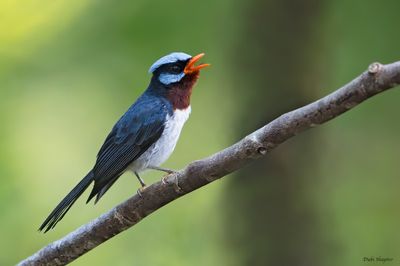 Azure-crested Flycatcher
