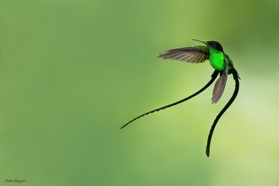 Jamaica