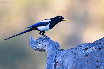 Yellow-billed Magpie