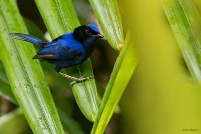 Emperor Fairywren (Fairywrens)