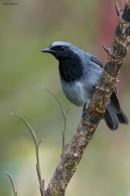 Black-throated Robin 