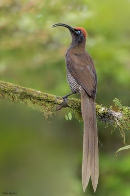 Brown Sicklebill