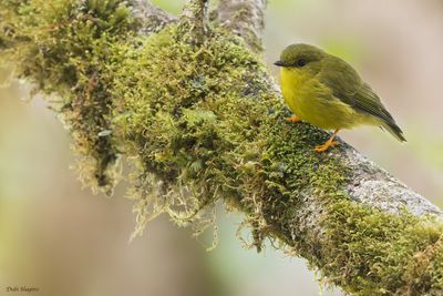 Papuan Flyrobin