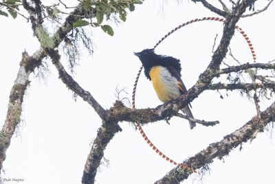 King of Saxony Bird-of-paradise 