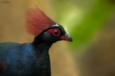 Crested Partridge 