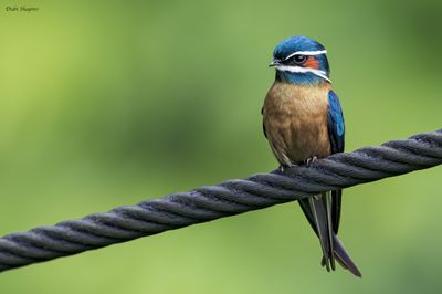 Whiskered Treeswift (Treeswifts)