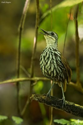 Bornean Wren-Babbler