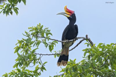 Rhinoceros Hornbill (Hornbills)