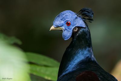 Bornean Crested Fireback