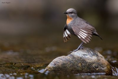 Rufous-throated Dipper 