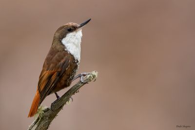 White-throated Treerunner