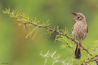 Lark-like Brushrunner