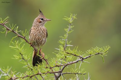 Lark-like Brushrunner 