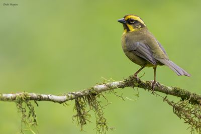 Yellow-striped Brushfinch