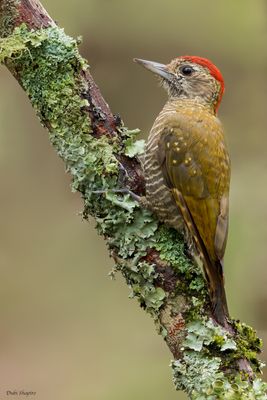 Dot-fronted Woodpecker