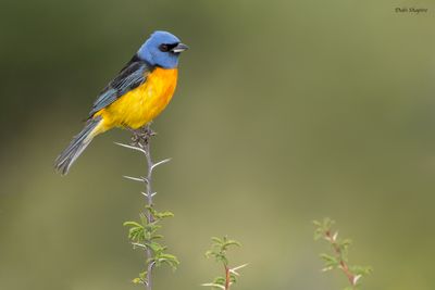 Blue-and-yellow Tanager 