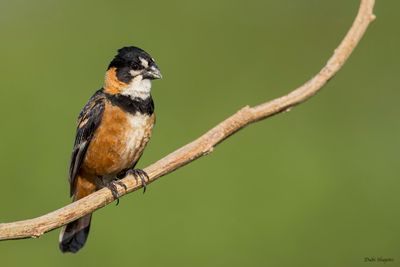 Rusty-collared Seedeater