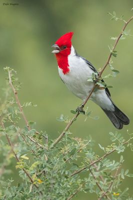 Red-crested Cardinal