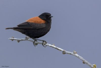 Austral Negrito