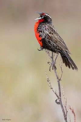 Long-tailed Meadowlark 