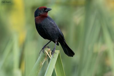 Chestnut-capped Blackbird 