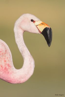 Andean Flamingo 