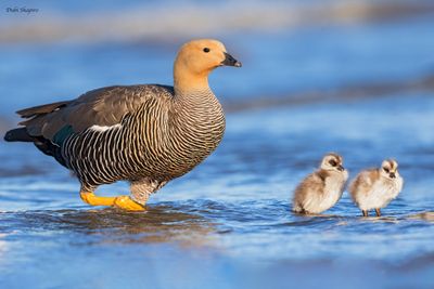Upland Goose 