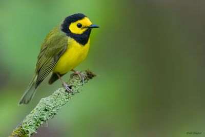 Hooded Warbler 