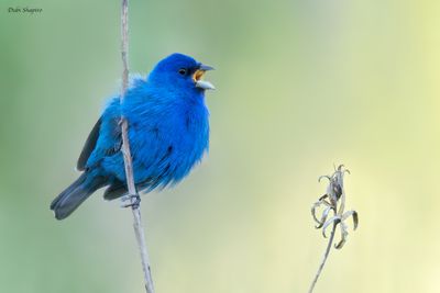 Indigo Bunting