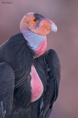 California Condor (New World Vultures)