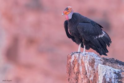 California Condor 