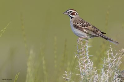 Lark Sparrow 