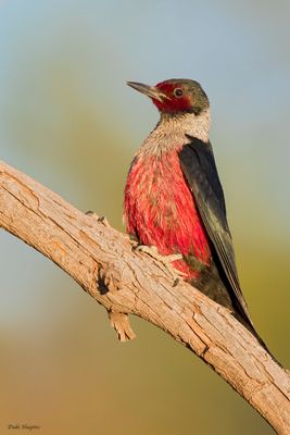 Lewiss Woodpecker