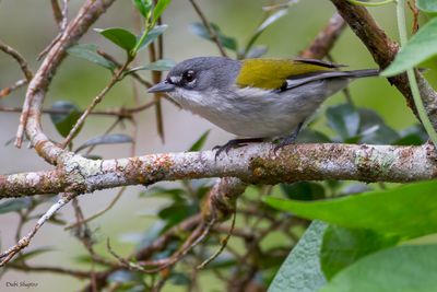 White-winged Warbler 