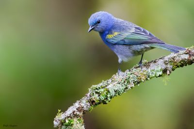 Golden-chevroned Tanager