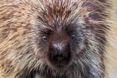 North American Porcupine 