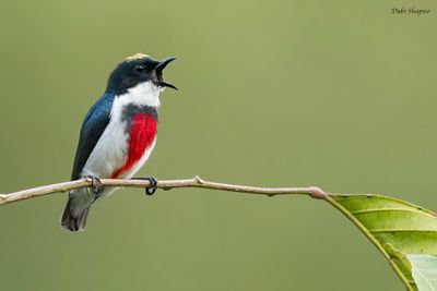 Black-belted Flowerpecker