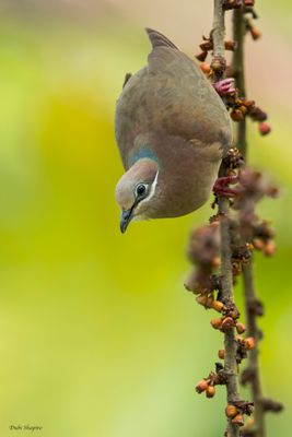 White-eared Brown-Dove