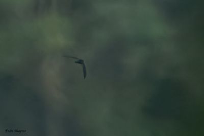 g13/16/890416/3/175814543.56f09042.JPEG