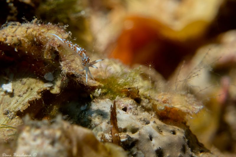 Favorinus tsuruganus