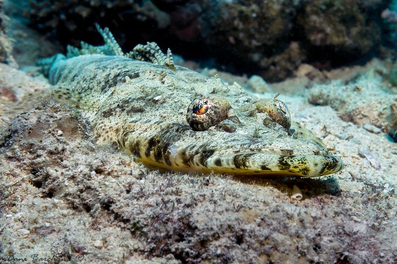 Tentacled flathead  Papilloculiceps longiceps
