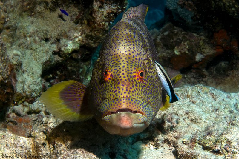Yellow-edged Lyretail  -  Variola louti