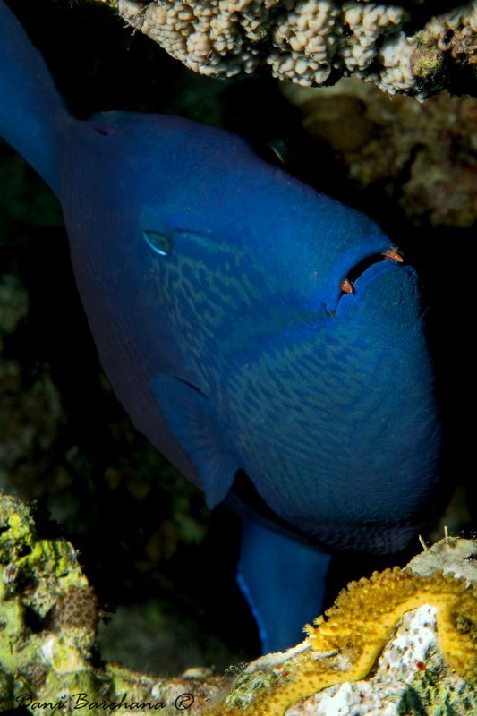 Red-toothed triggerfish - Odonus niger