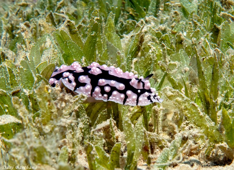Phyllidiella pustulosa