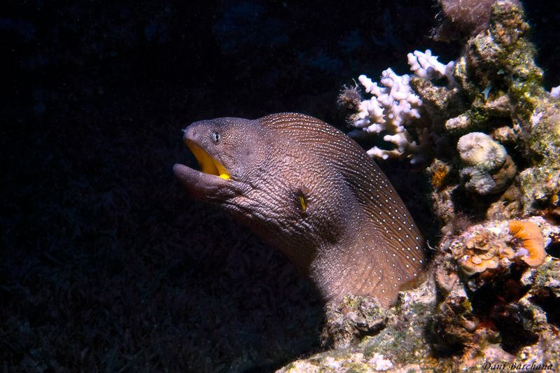 Yellowmouthed Moray Eel